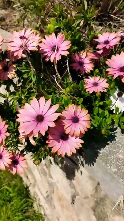 Beautiful flowers 🌺 Гарні квіти 🌺 Відео-букет - YouTube