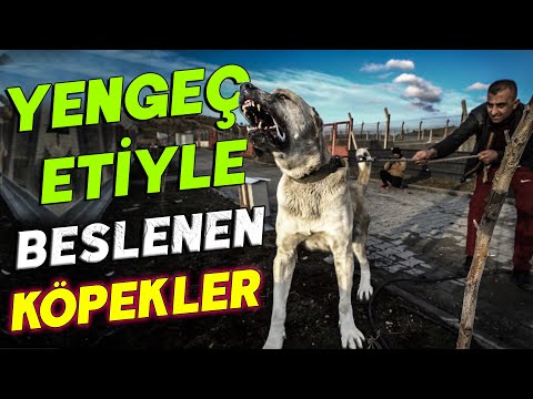 Havyar ve Yengeç İle Beslenen Köpeklerin Yaşadığı Devasa Tesis!