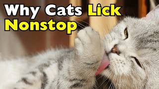 Why Do Cats Lick Themselves All the Time? [ID2108]