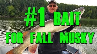 #1 Bait For Fall Musky
