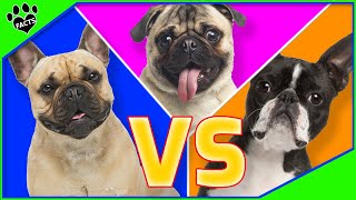 French Bulldog vs Boston Terrier vs Pug  Which One Is Best? Dog vs Dog