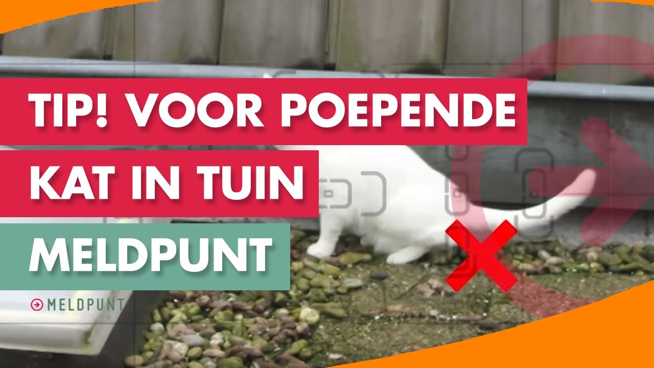 schermutseling Kluisje component TIP! Hoe hou je poepende katten van je balkon? #12 | MELDPUNT! - YouTube