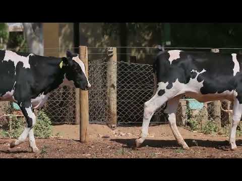 LOTE   21   1025 e 1020