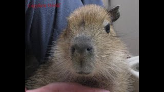 Capybara Sounds. Tuff&#39;n Sings Again. The Cutest Baby Capybara