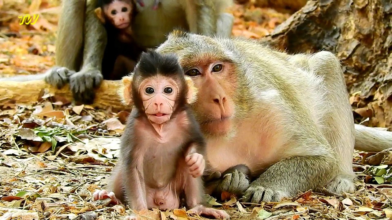Baby Mandela feeling shocked of screaming sound / Mandela afraid of monkeys screaming