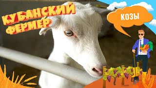 Про разведение коз и получение козьего молока на Кубани. Обзор фермы в станице Раевской