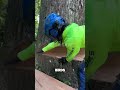 Felling A Massive 180 Year Old Red Oak Tree Felling A Massive 180 Year Old Red Oak Tree