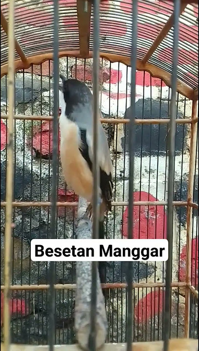 Cendet Viral : Materi Besetan MANGGAR Jawara