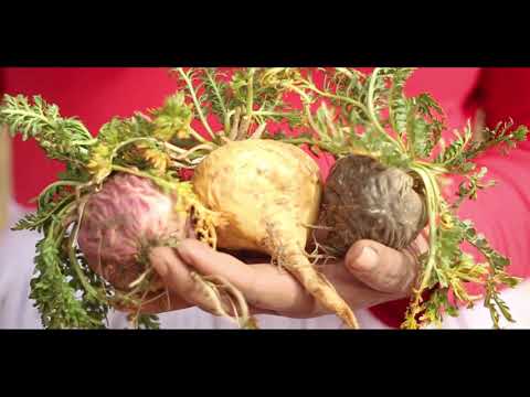 Video: Prepoznavanje meke truleži u usjevima kelja - Kako kontrolisati meku trulež povrća
