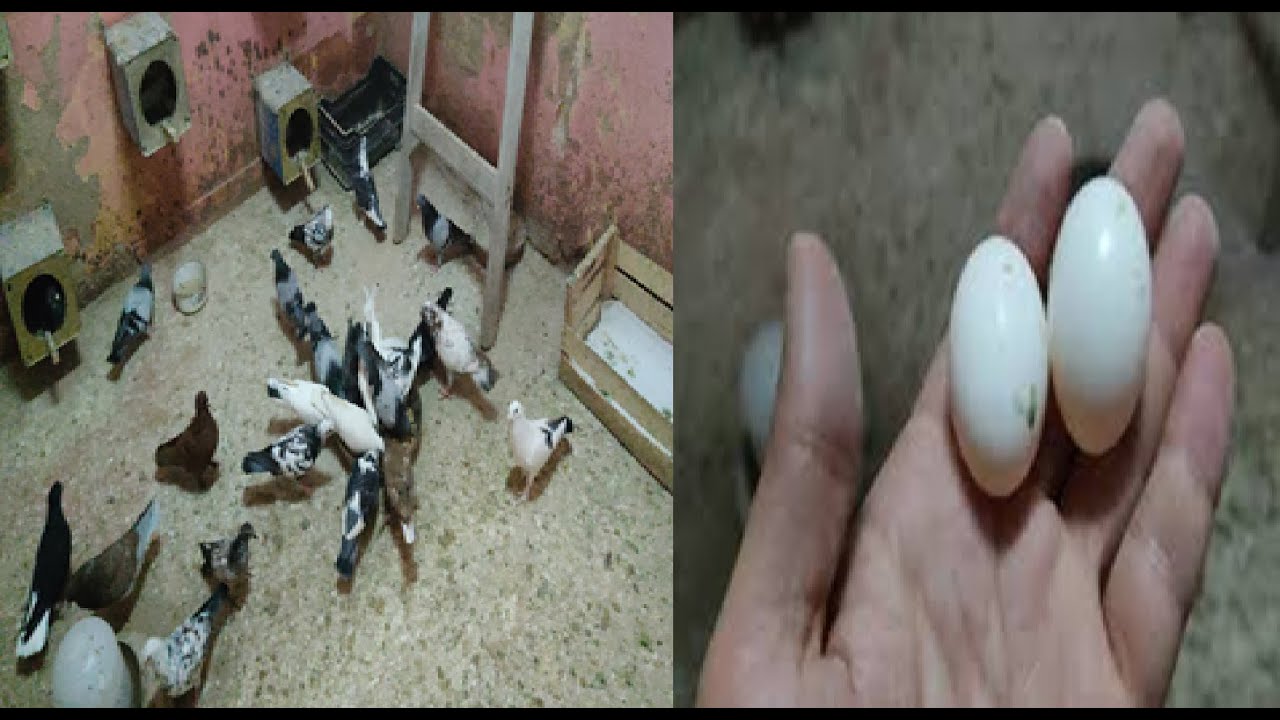 لية الحمام مش بيبيض فى فترة القلش