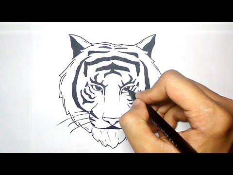 Video: Cara Menggambar Wajah Harimau