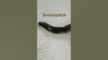 The Monkey Chain,The Monkeys fist, The Monkey! #shorts #tiktok #catvideos #themonkey #trend