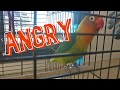 Angry lovebird | Agapornis rabioso