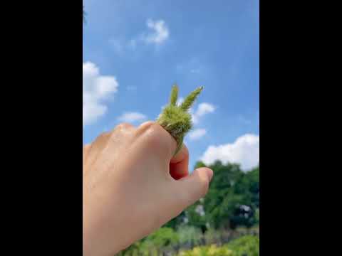 Video Cách làm nhẫn cỏ - youtube