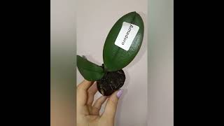 Амадоро в наличии 3шт, заказ присылать на ватсап 89298541346 #orchid #цветы #flowers #tulip
