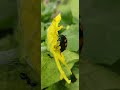 Blister beetle *Mylabris postulata* (Biting and Chewing type), feeding on cucurbits.