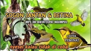 suara pikat burung kecil❗ MP3 sogon cepat ngumpul