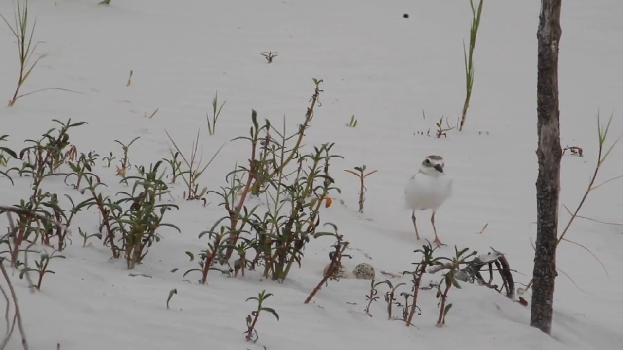 Charadrius wilsonia arrives at the nest