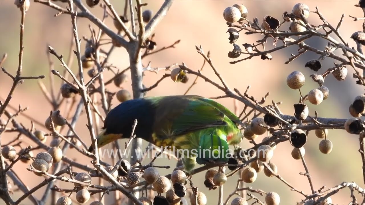 Mountain forest moment Green Barbet foraging on berries