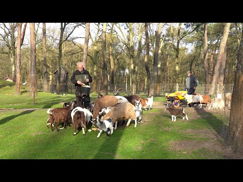 Kinderboerderij Weert zoekt vrijwilligers