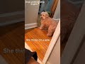 Dogs understand English and respond🤣 #dog #funnydogs #dogs #fyp #funny #dogshorts #pets #animals