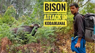 KODAIKANAL FOREST | BISON ATTACK 😨 HOW TO ESCAPE FROM BISON | Indian Gaur | Tamilnadu