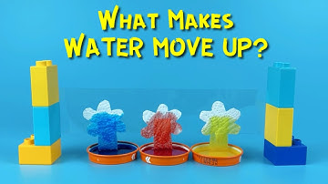 Science Experiment | How Do Plants Drink | Capillary Action