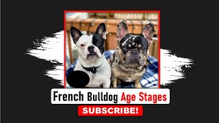 French Bulldog Age | Frenchies Hub