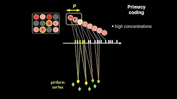 Concentration Invariant Odor Coding