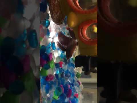 Cute betta fish playing: first video - YouTube