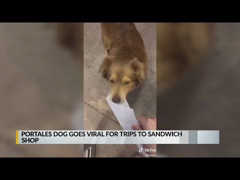 Video of New Mexico dog 'Subway Sally' goes viral
