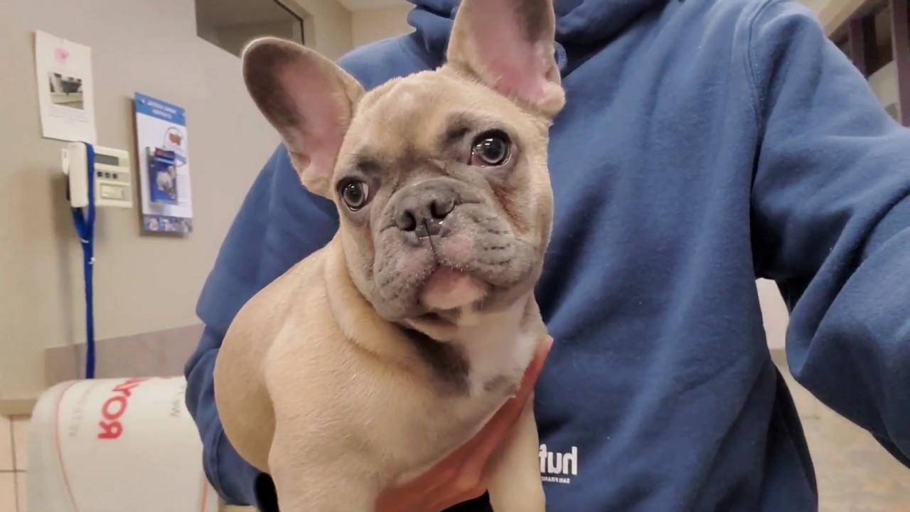 French Bulldog Puppy Gets Ready For VET VISIT YouTube