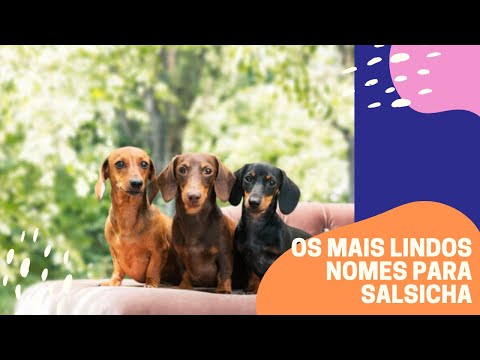 Vídeo: Como Nomear Um Cachorro Bassê
