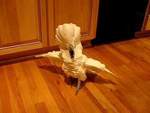 Vídeo: Cacatua Linda Na Casa