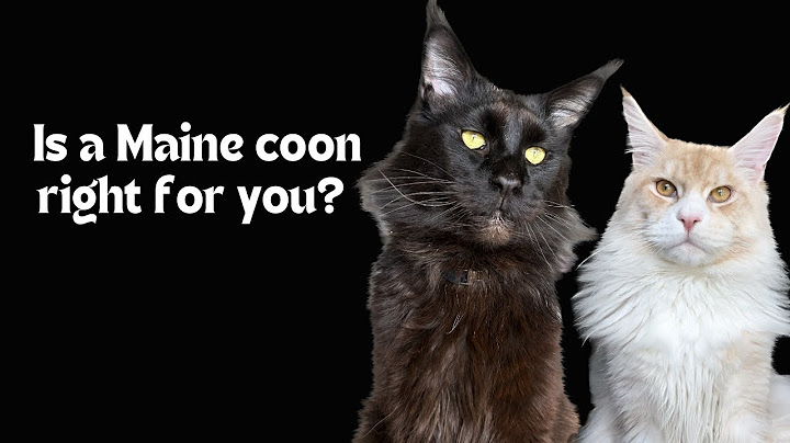 What does it entail to own a Maine Coon and is this cat breed right for you