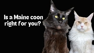 What does it entail to own a Maine Coon and is this cat breed right for you by Wild Mane 8,903 views 2 months ago 7 minutes, 23 seconds