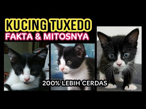 Video: 120+ Nama Terbaik untuk Kucing Tuxedo Hitam dan Putih