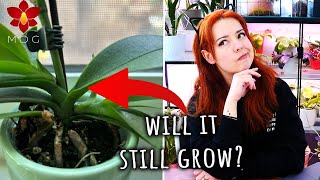 Will this Phalaenopsis Orchid grow anymore?  Monthly Q&A #2