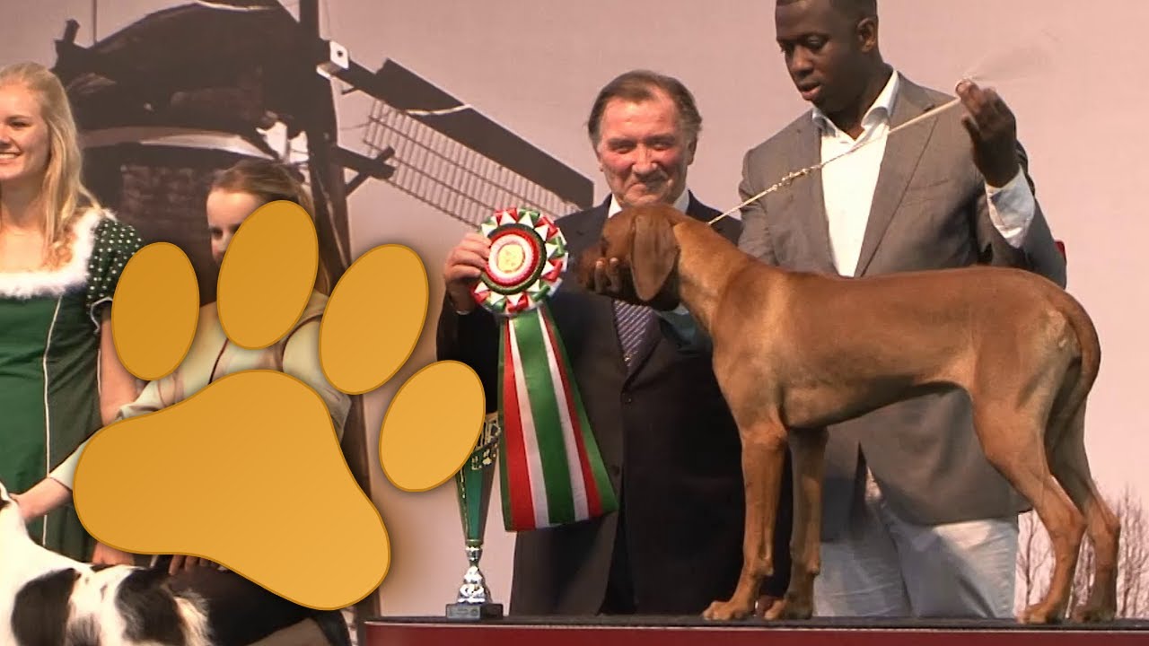 Amsterdam Winner 2013, Best puppy of the day 15 december 2013