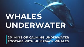 Swim Underwater with Humpback Whales