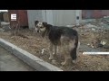 В Красноярске бродячая собака укусила двухлетнего ребенка