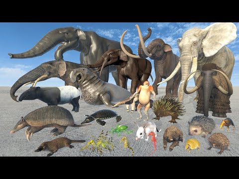Long Nose Animal Size Comparison | 3D Animation | Realistic World Data