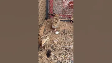 طيور السمان ياربي جمالهم ماشاءالله 