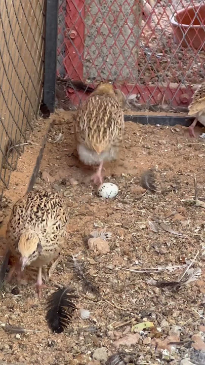 طيور السمان 😍😍ياربي جمالهم ماشاءالله