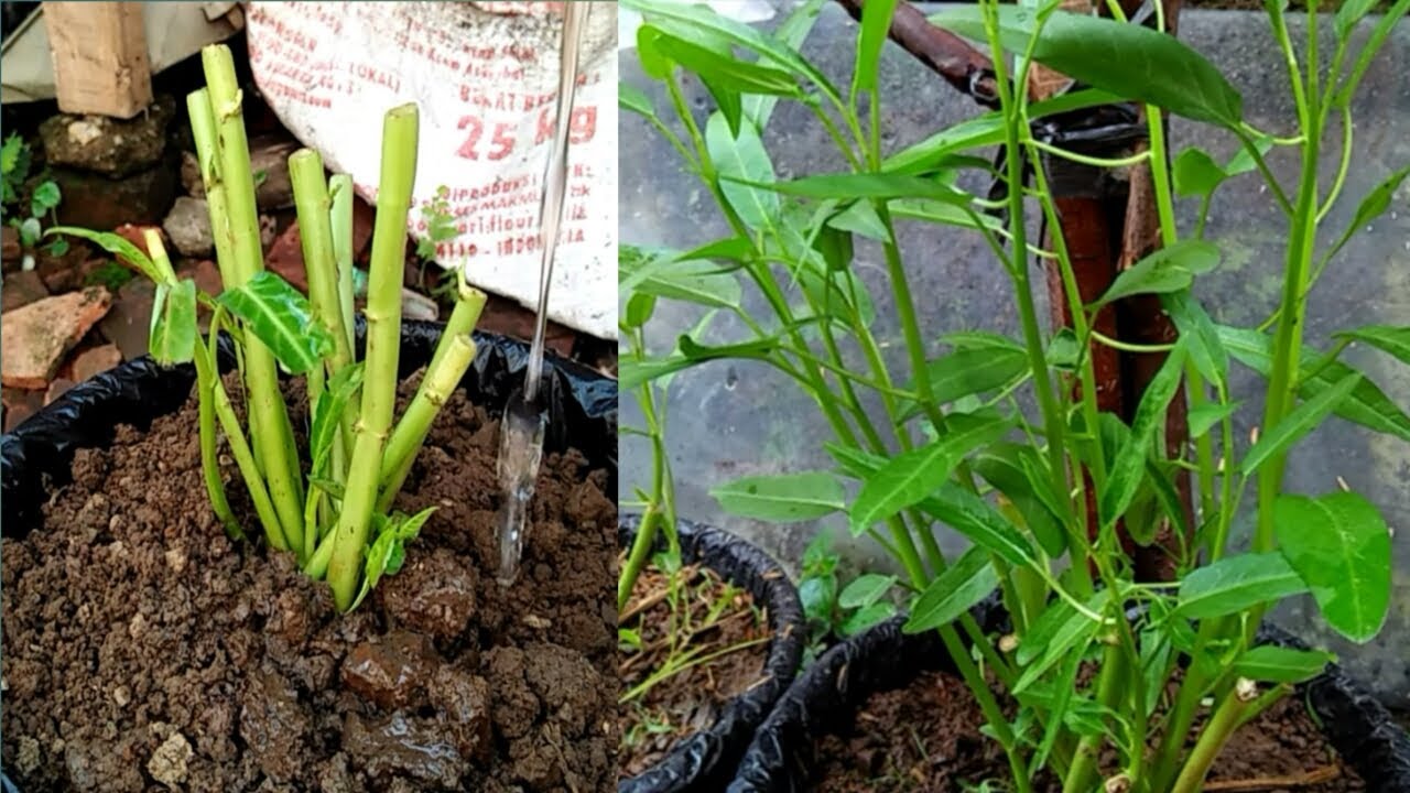 Menanam kangkung dari batang dengan memanfaatkan sayur sisa dapur 