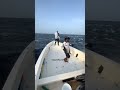 kalau di indonesia sudah di jaring ❗❗ #shorts #fishing #fish #viral
