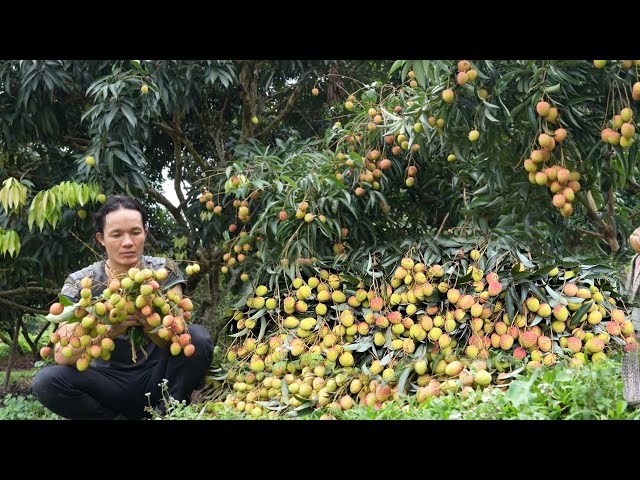 Zon harvests lychees goes to market sell, Vàng Hoa class=