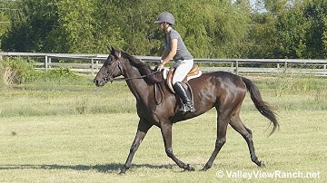 Theedgeofparadice - riding English! - ValleyViewRanch.net
