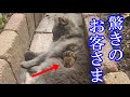 【予想外】猫の前に突然現れた小さな動物。「だ、大丈夫かな。」飼い主さんがハラハラドキドキした訳とは！？【微笑ましい話】