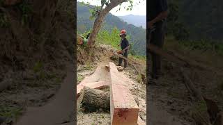 Hard work in dangerous conditions.#Chainsaw #TreeCutting #WoodCutting #ExtremeJob #ForestWork
